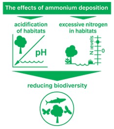 A diagram showing that ammonium deposition leads to acidification of and excessive nitrogen in habitats, reducing biodiversity.