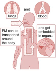 A diagram of a human body, showing that PM can be transported via the lungs and blood and get embedded in organs.